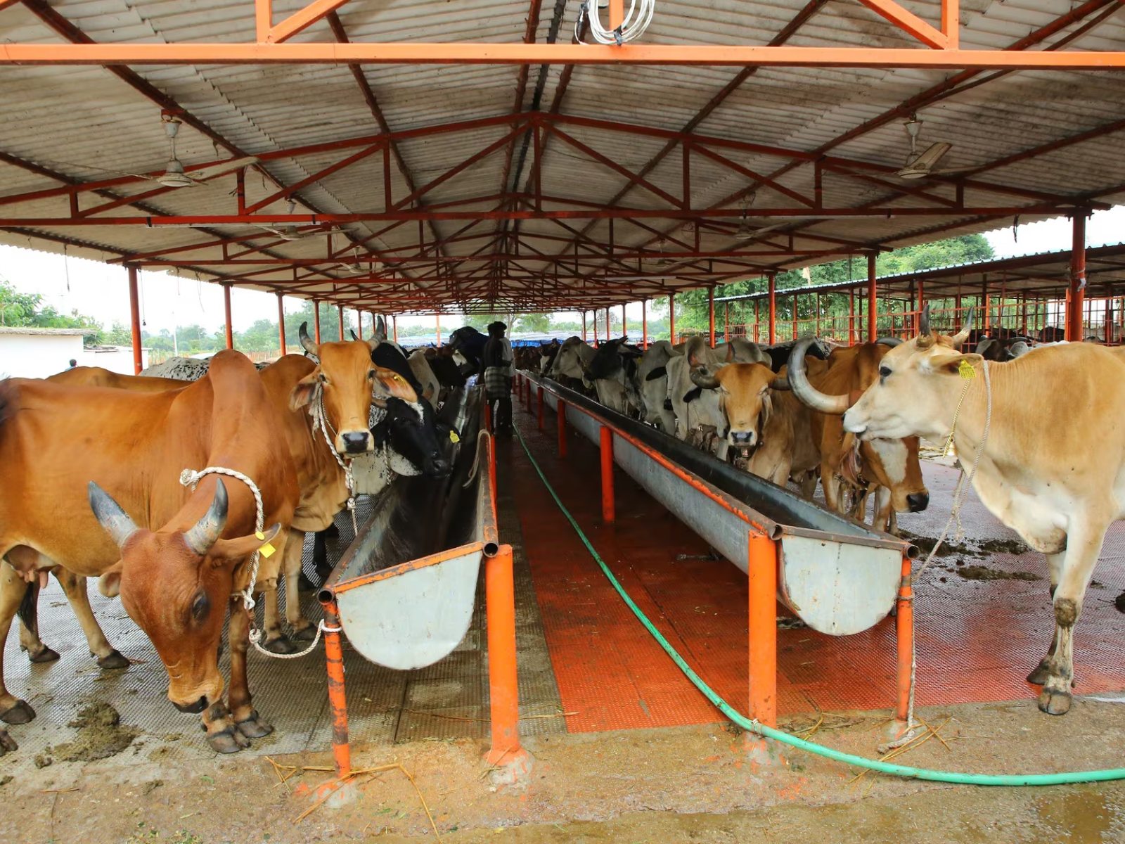 Empowering Traditional Cow Shelters